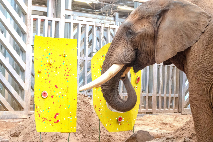Elephant Eden with 10 birthday animal enrichment
